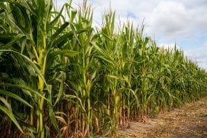 A landscape photo of Ben's maize crops
